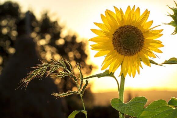 sunflower-gdab0c8790_1920
